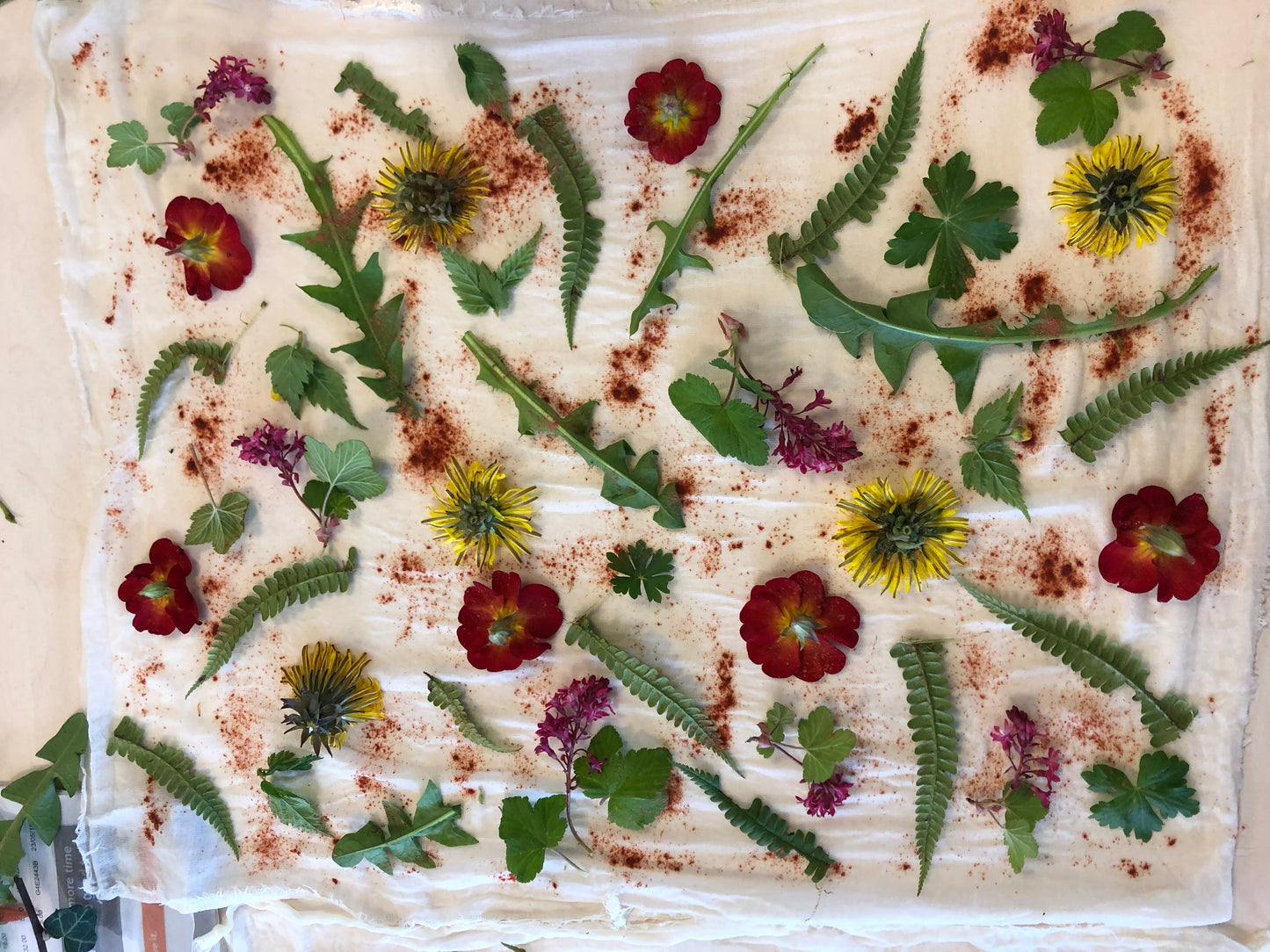 Botanical Dyeing on Paper